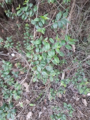 Myrtus communis communis