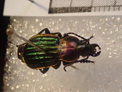 Carabus nitens