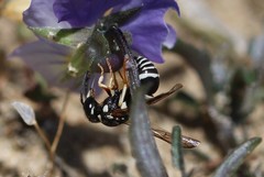 Pterocheilus phaleratus