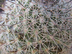 Mammillaria dioica