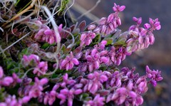 Polygala rhinostigma