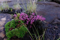 Polygala rhinostigma