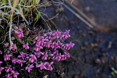 Polygala rhinostigma