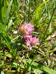 Trifolium pratense