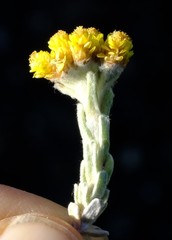 Helichrysum trilineatum