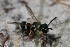 Pterocheilus phaleratus