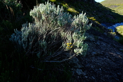 Helichrysum trilineatum