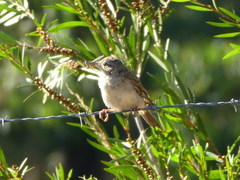Anthus australis
