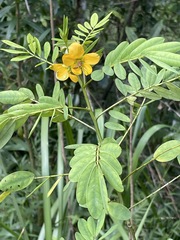 Senna acclinis