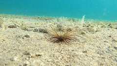 Pachycerianthus solitarius