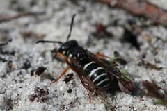 Pterocheilus phaleratus