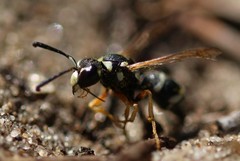 Pterocheilus phaleratus