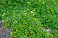 Oxalis pes-caprae