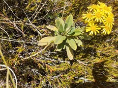 Brachyglottis revoluta
