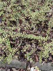 Magnoliopsida