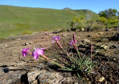 Dianthus basuticus