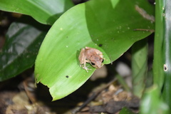 Pristimantis urichi