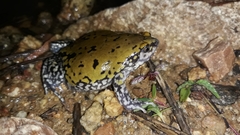 Dermatonotus muelleri