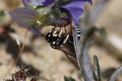 Pterocheilus phaleratus