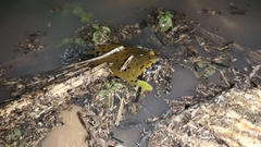 Dermatonotus muelleri