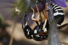 Pterocheilus phaleratus