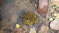 Dermatonotus muelleri