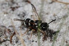 Pterocheilus phaleratus