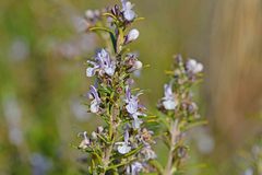 Salvia rosmarinus