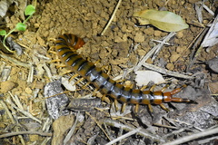 Scolopendra angulata