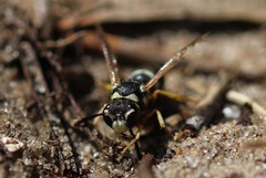 Pterocheilus phaleratus