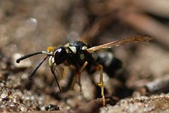 Pterocheilus phaleratus