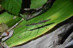 Ocnophiloidea regularis