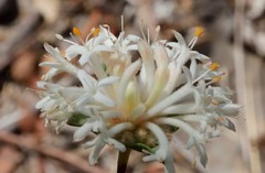 Pimelea angustifolia