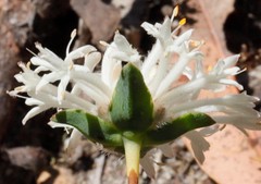 Pimelea angustifolia