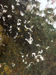 Spirobranchus triqueter