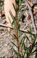 Pimelea angustifolia
