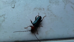 Phymatodes testaceus