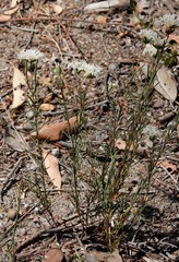 Pimelea angustifolia