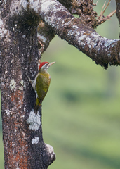 Picus xanthopygaeus