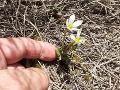 Gentianella montana montana