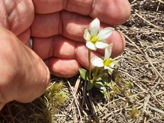 Gentianella montana montana