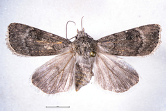 Agrotis admirationis