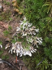 Thelephora penicillata