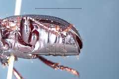 Mecodema moniliferum