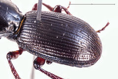 Mecodema moniliferum