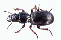 Mecodema moniliferum