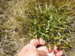 Gentianella serotina