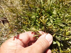 Gentianella serotina