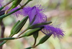 Thysanotus dichotomus