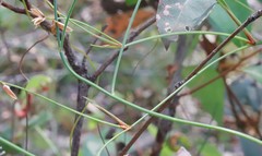 Thysanotus dichotomus